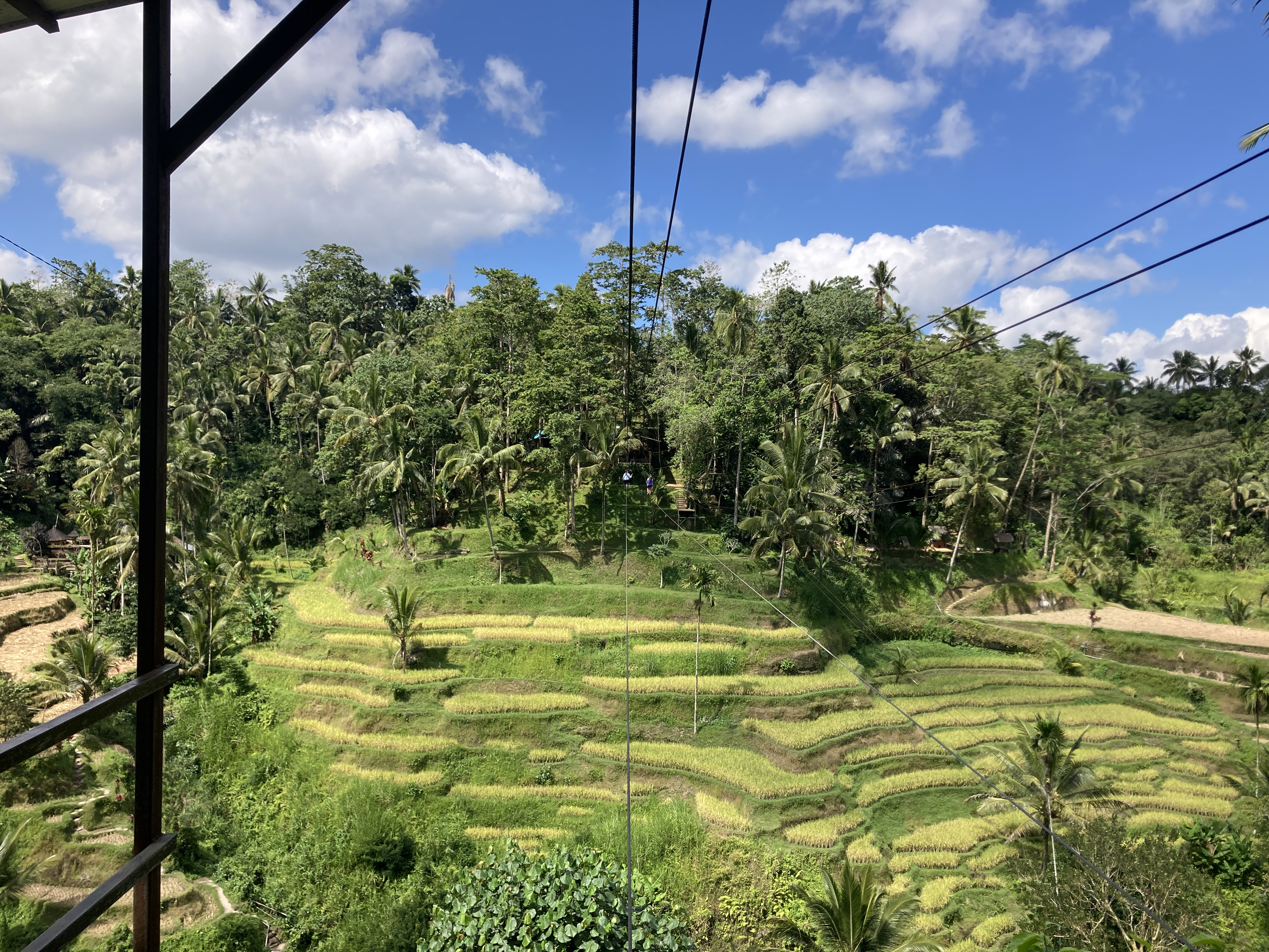 Rice Field