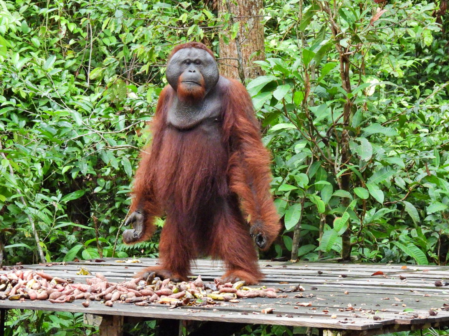 Borneo Orangutan