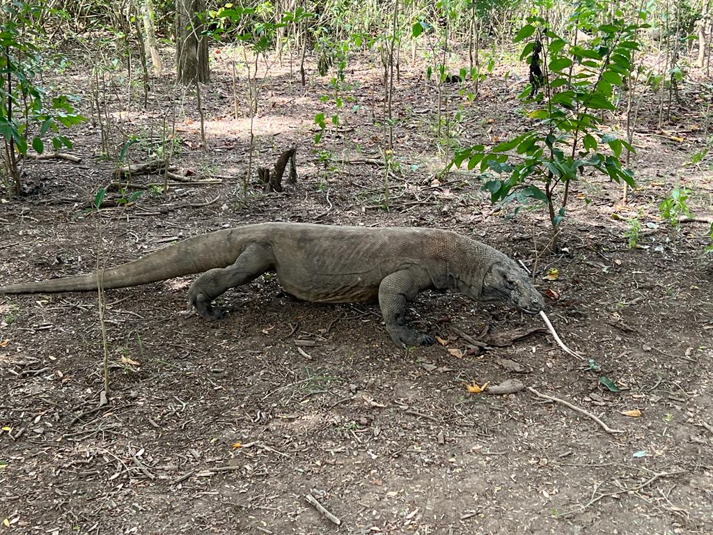 Komodo Dragon