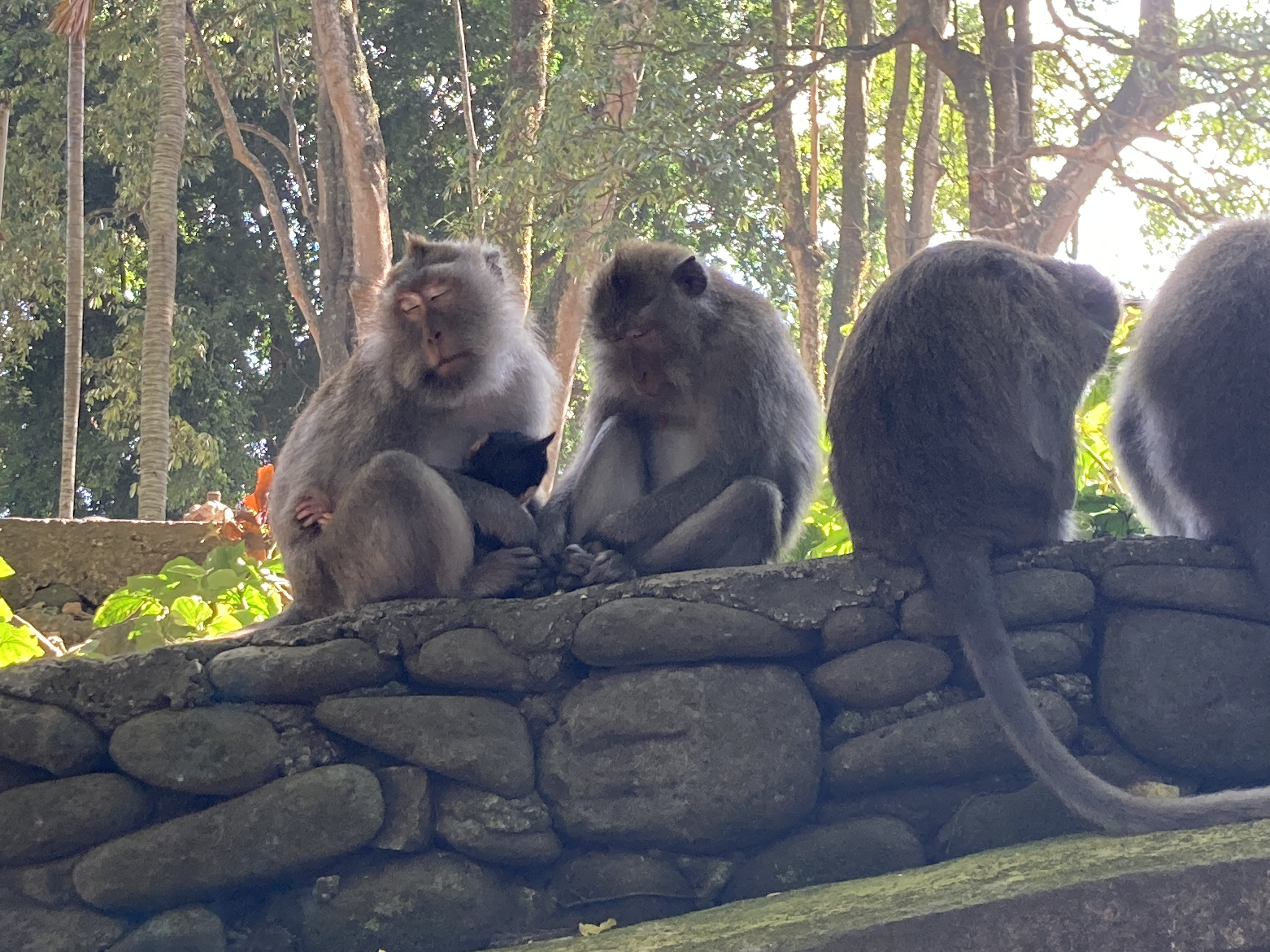 Monkey Forest
