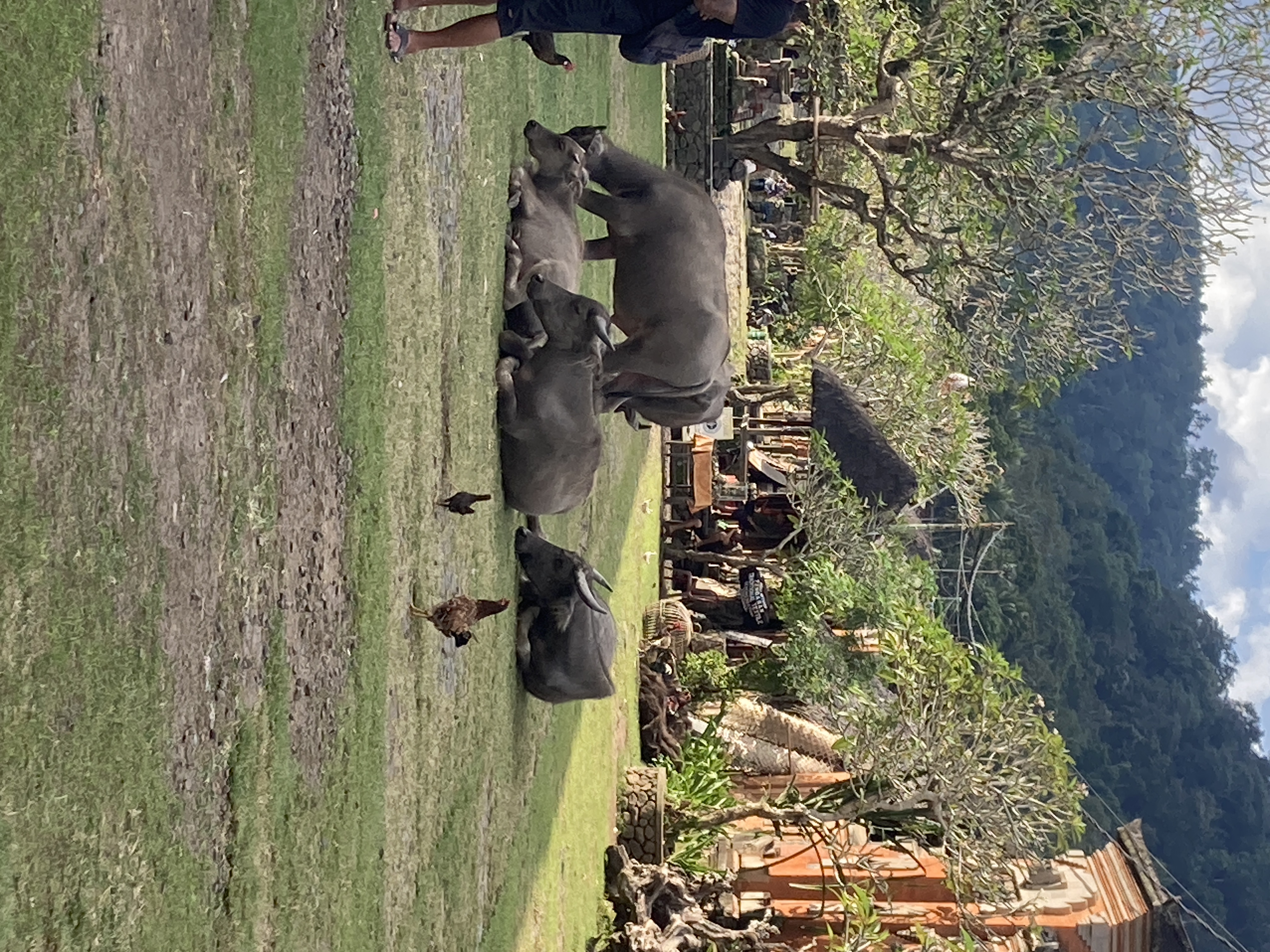 Tenganan Village
