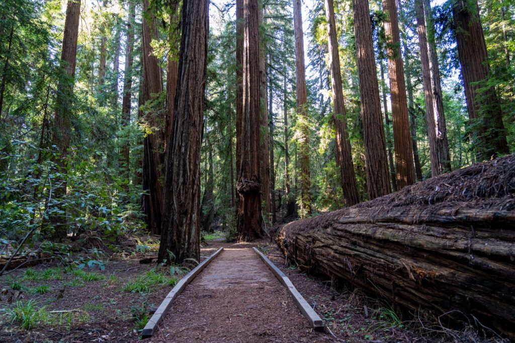 Redwood National Forest