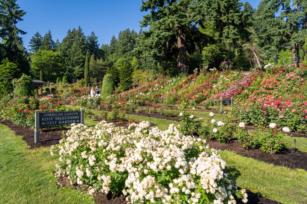 International Rose Test Garden