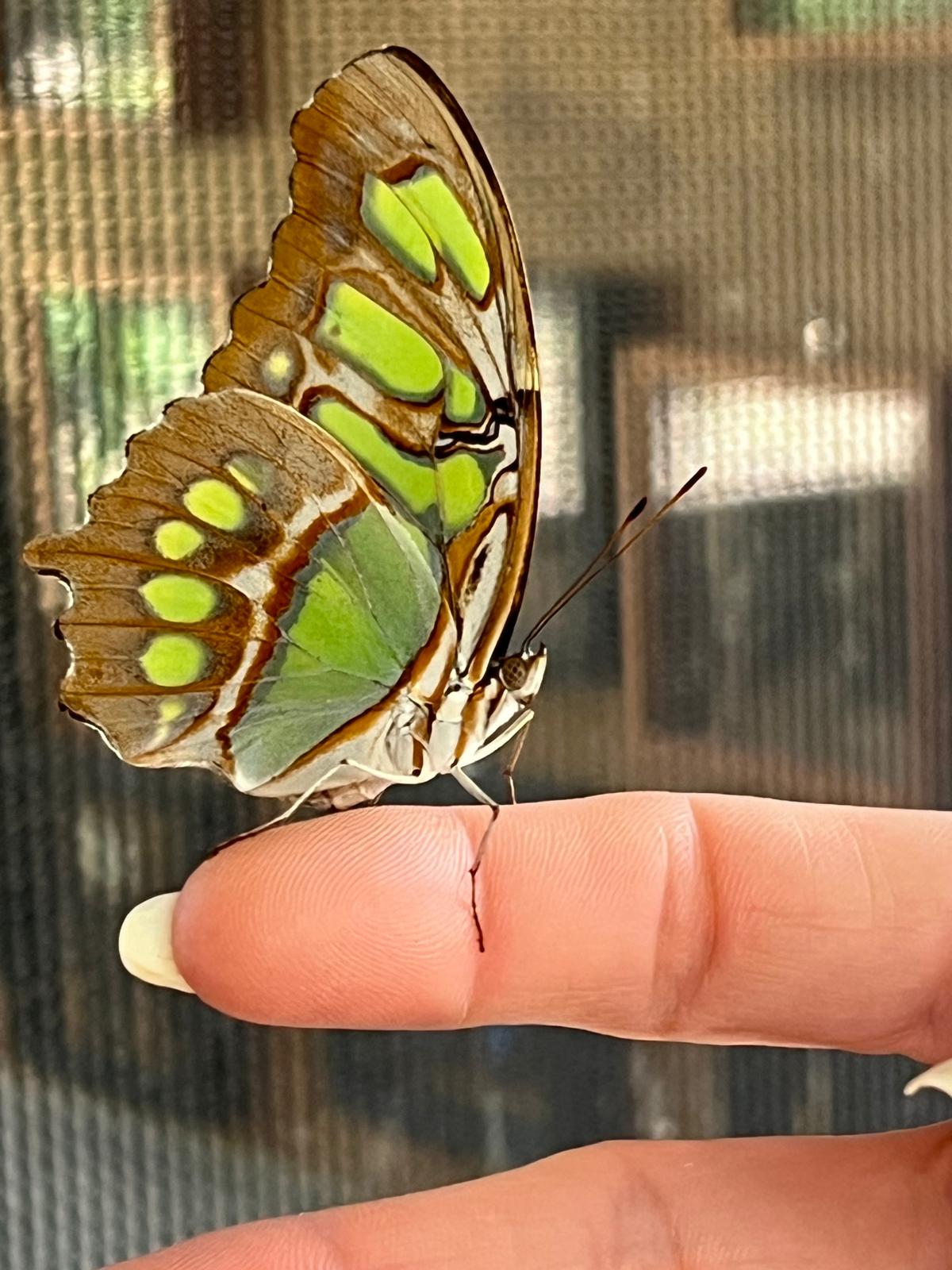 Beautiful Butterflies