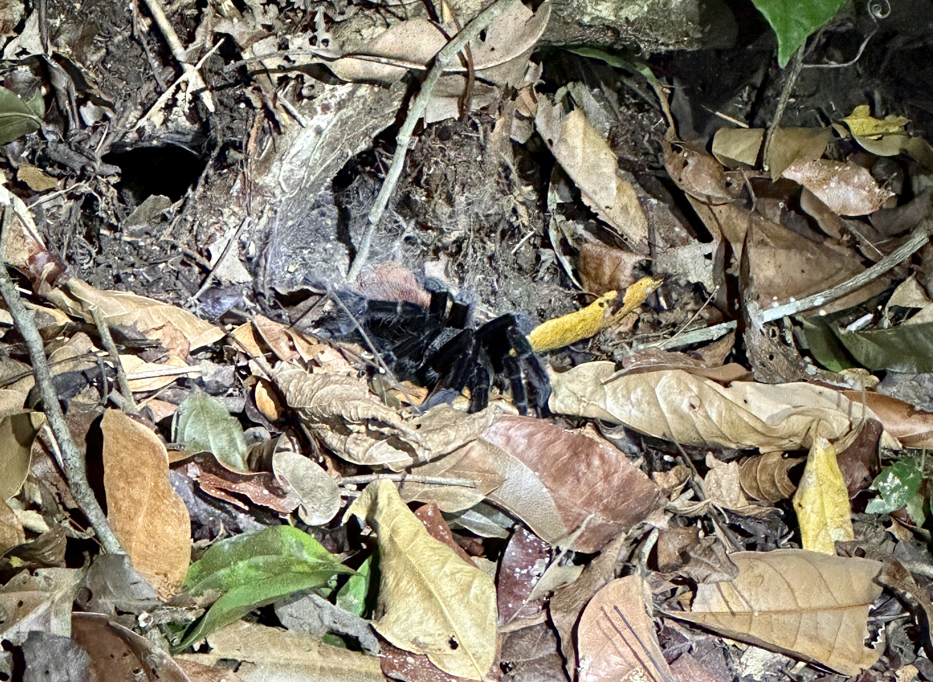 Tarantula on Night Hike
