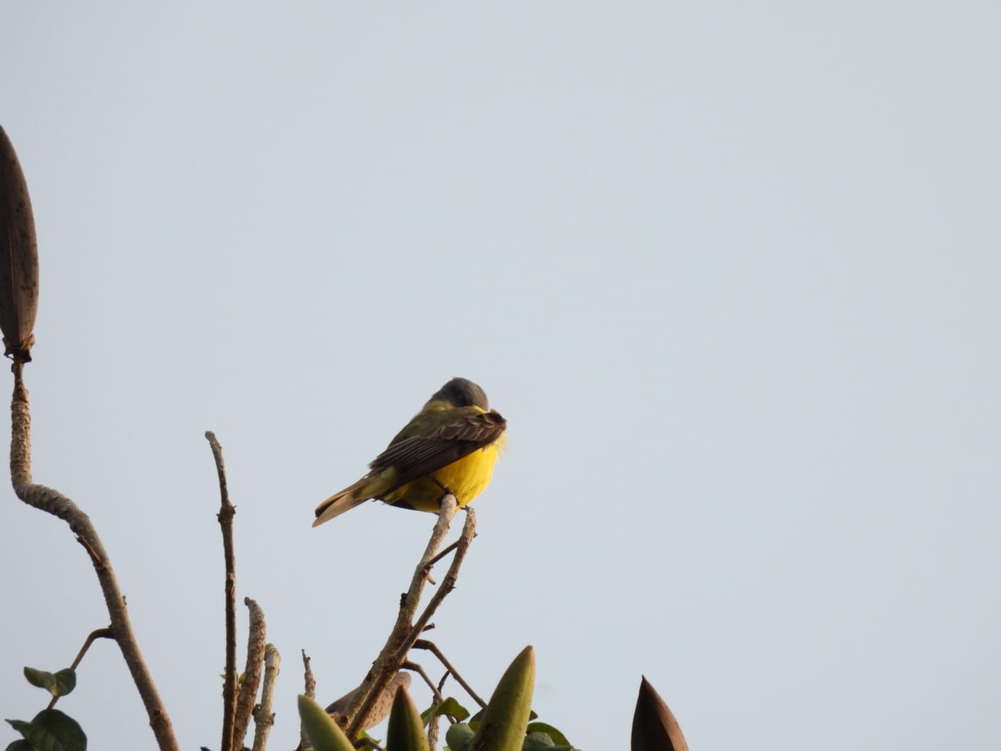Bird Watching Tour