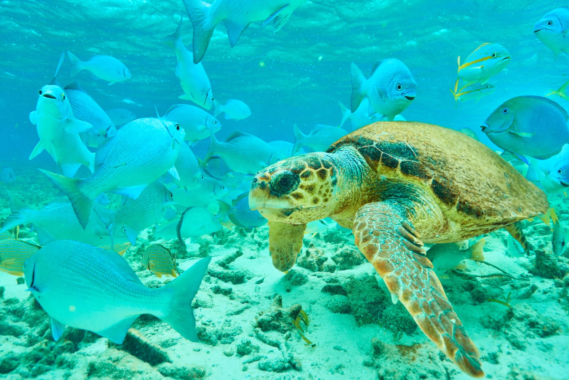 Swimming with Turtles