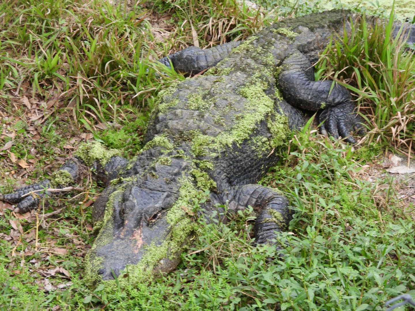 Alligator resting