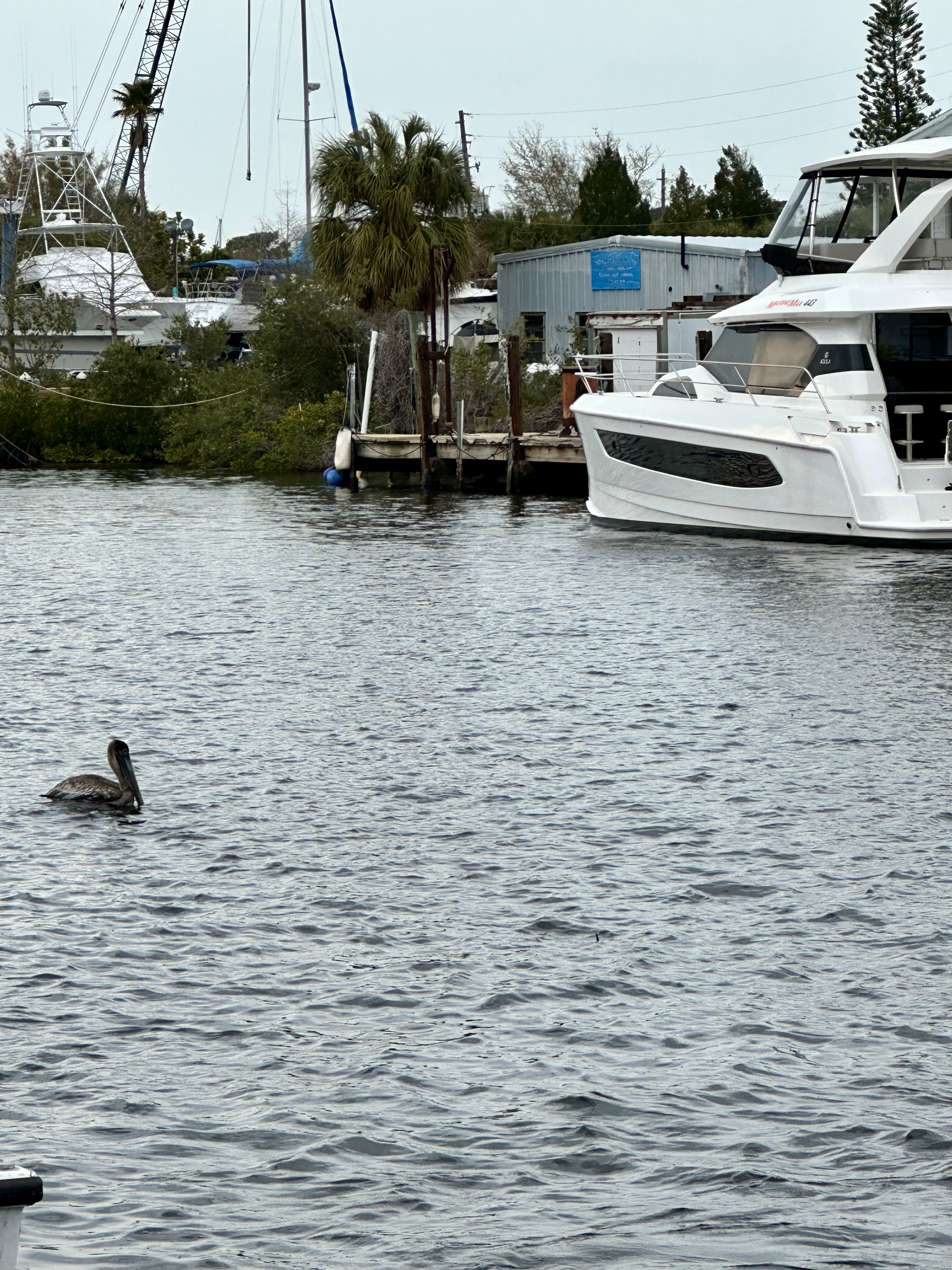 Airboat ride