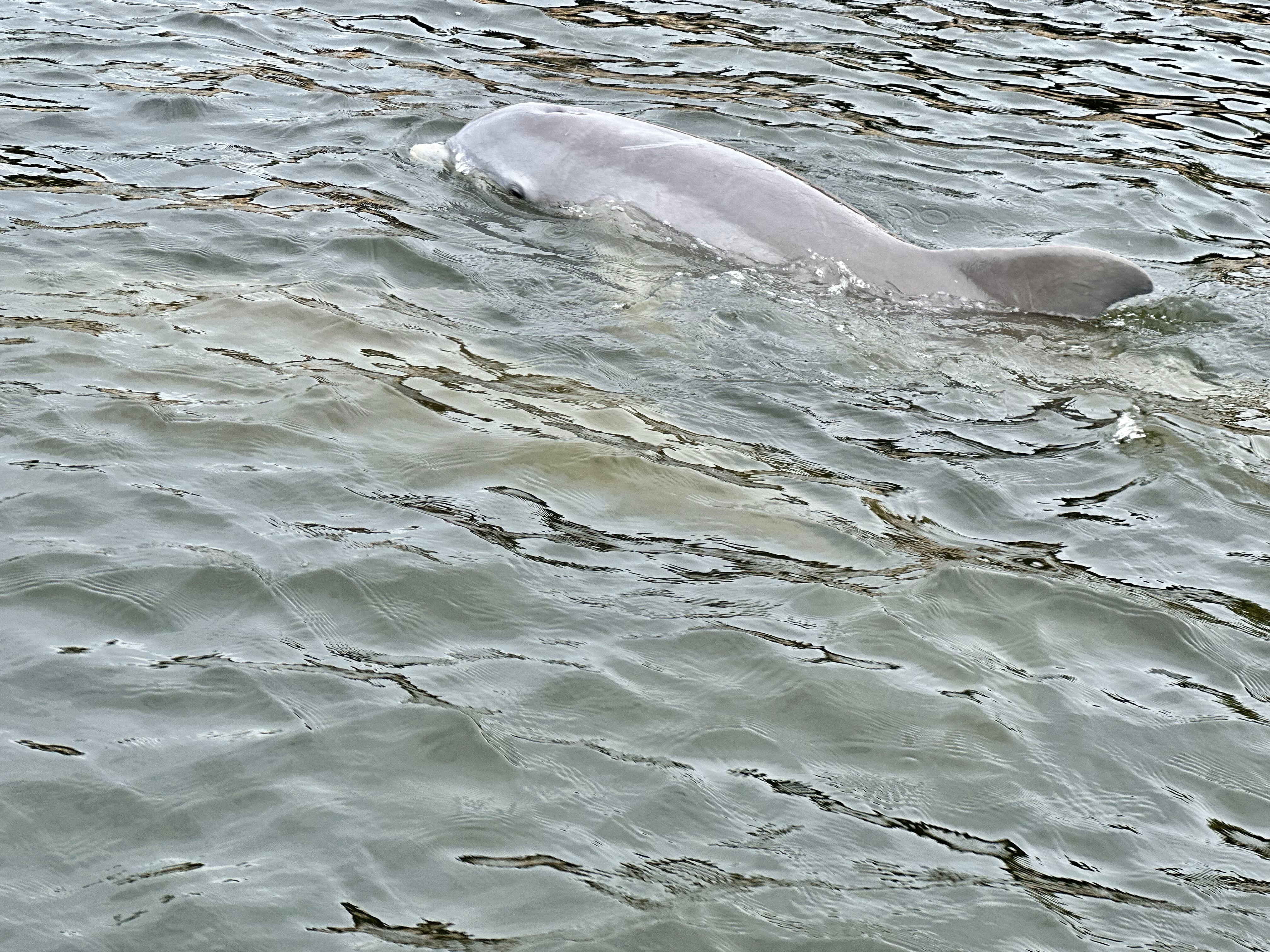 Dolphins swimming near us