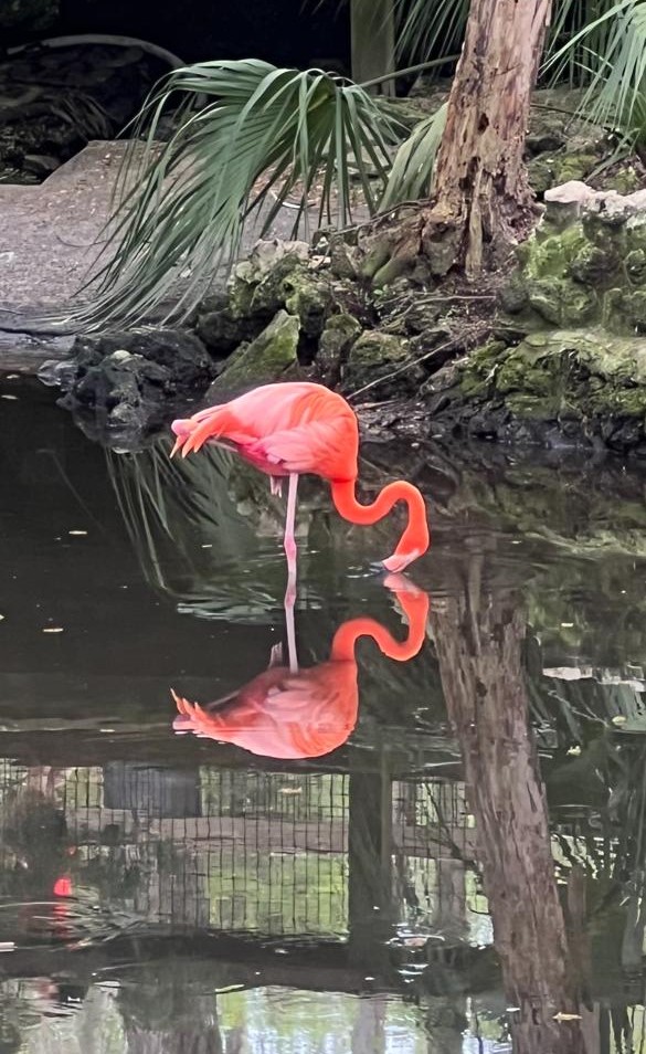 Flamingos