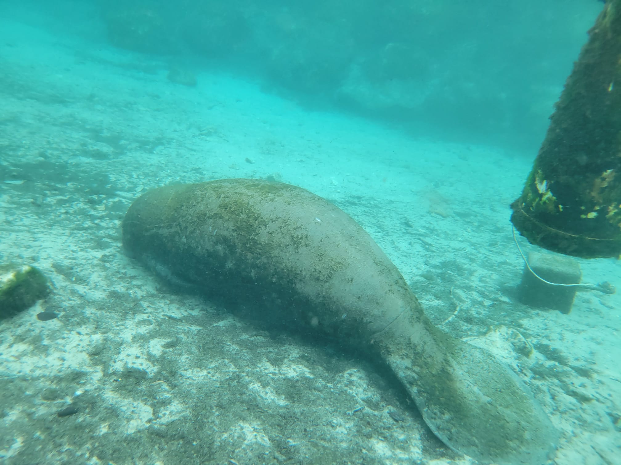 Manatee beneath me