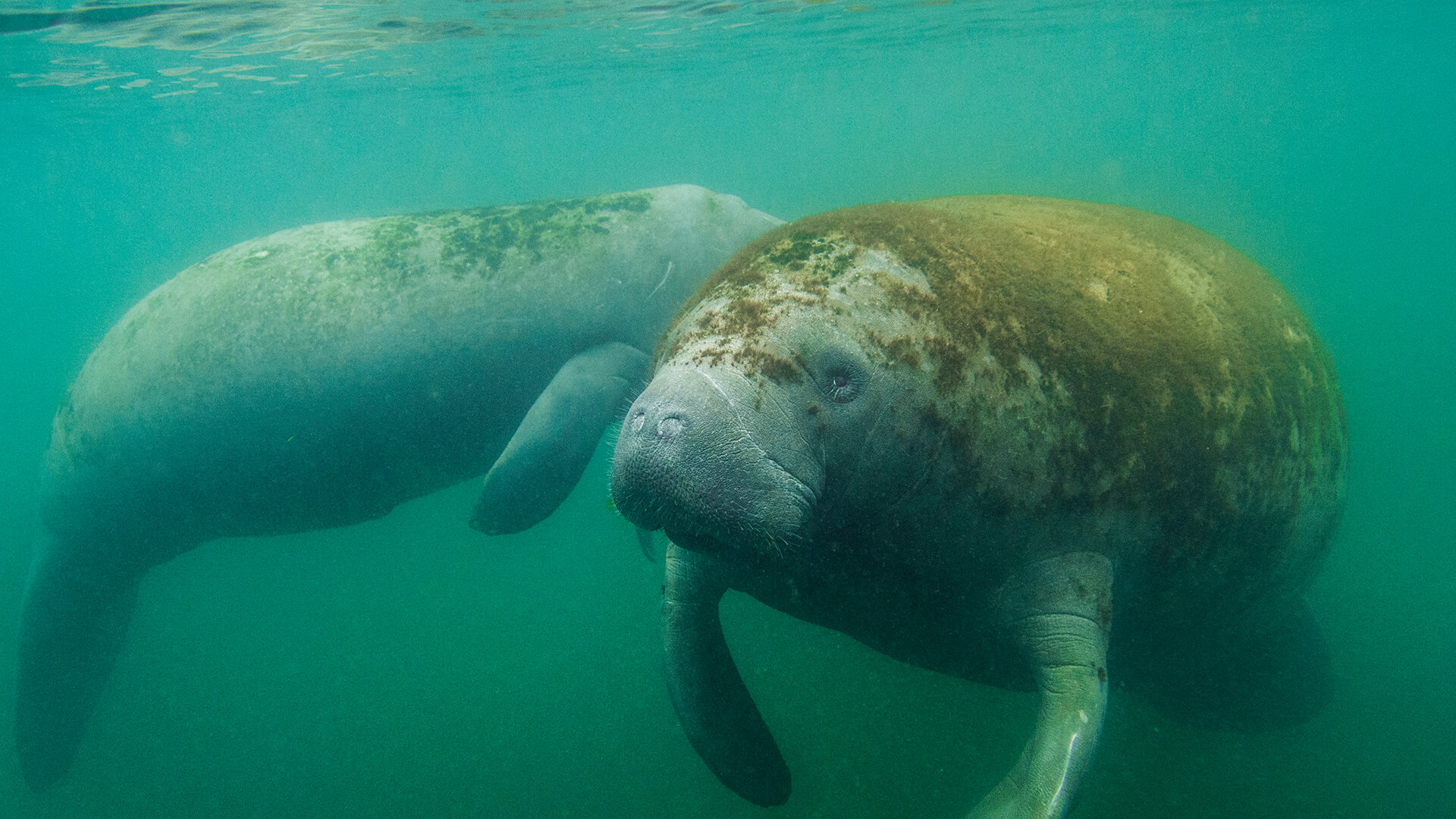 Manatee