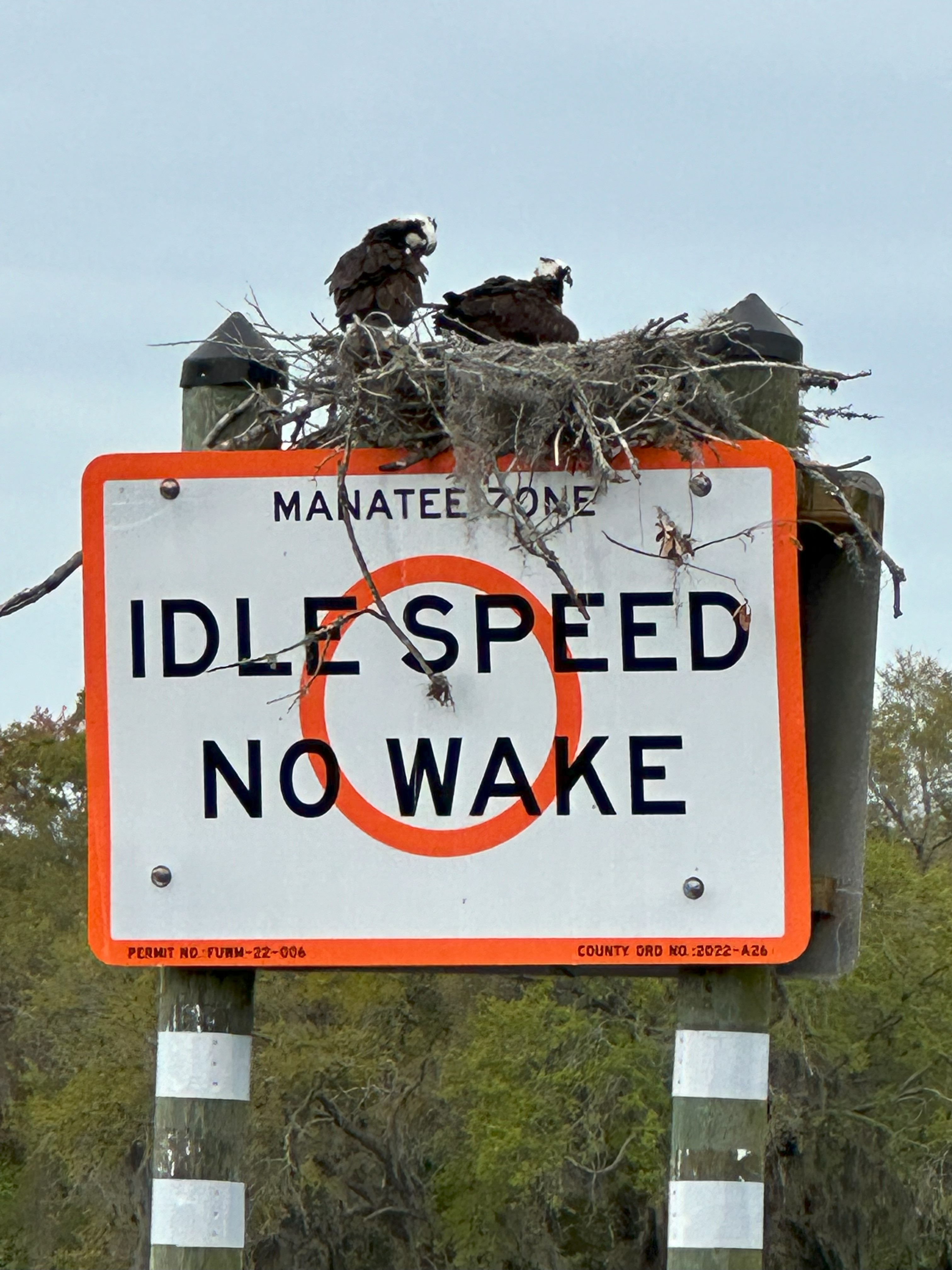 Osprey nest