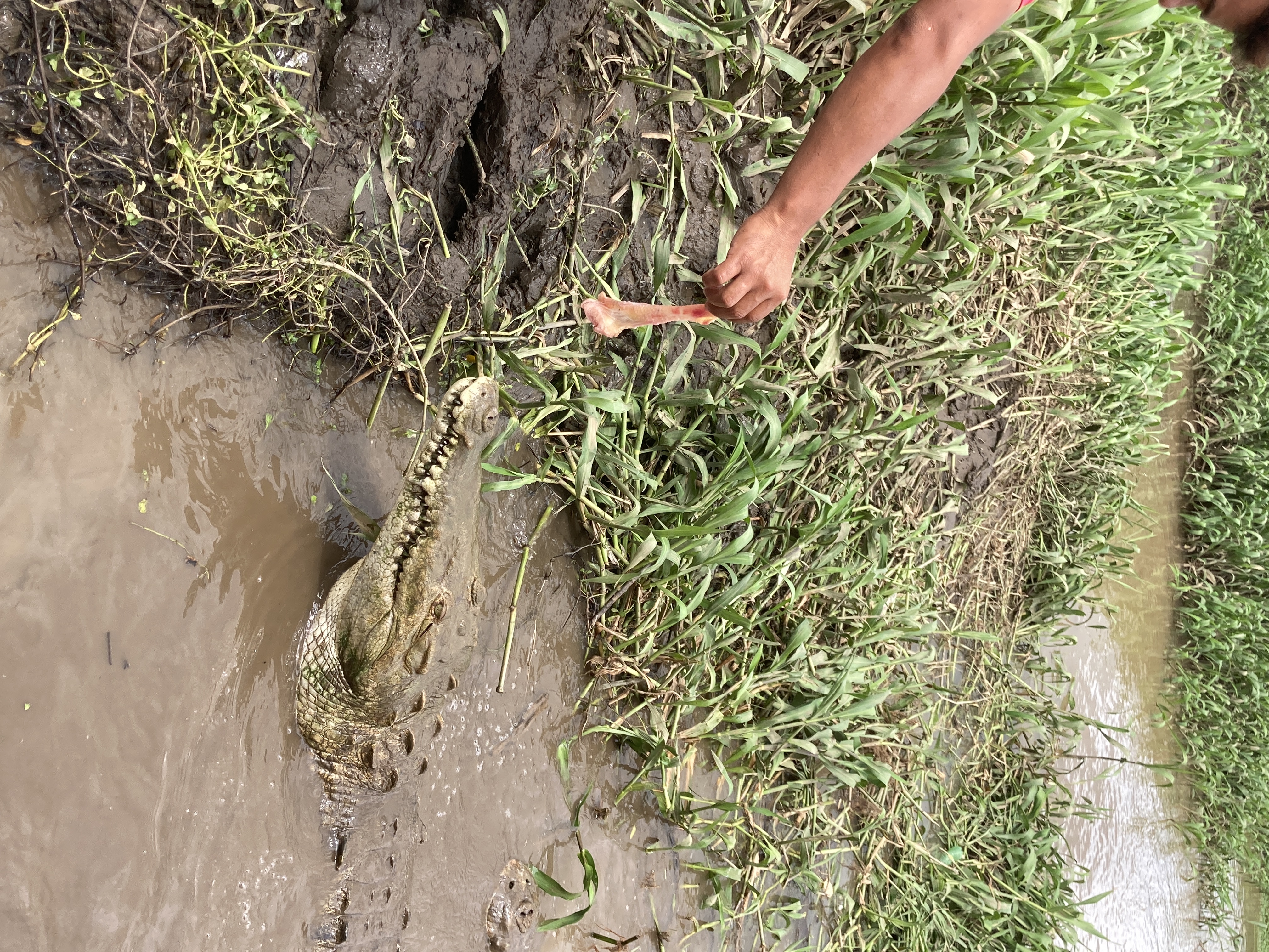 Tarcoles Crocodile