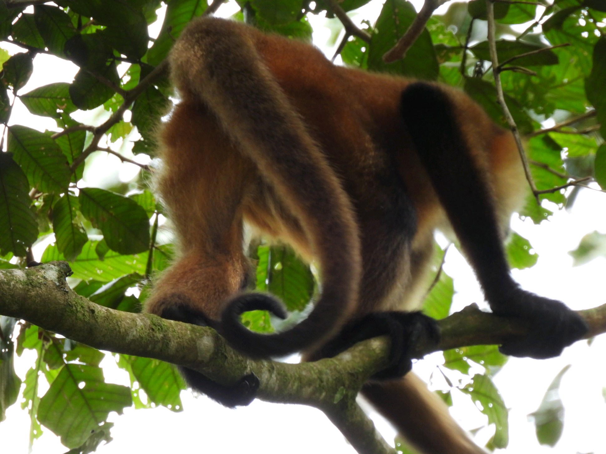 Monkeys abound