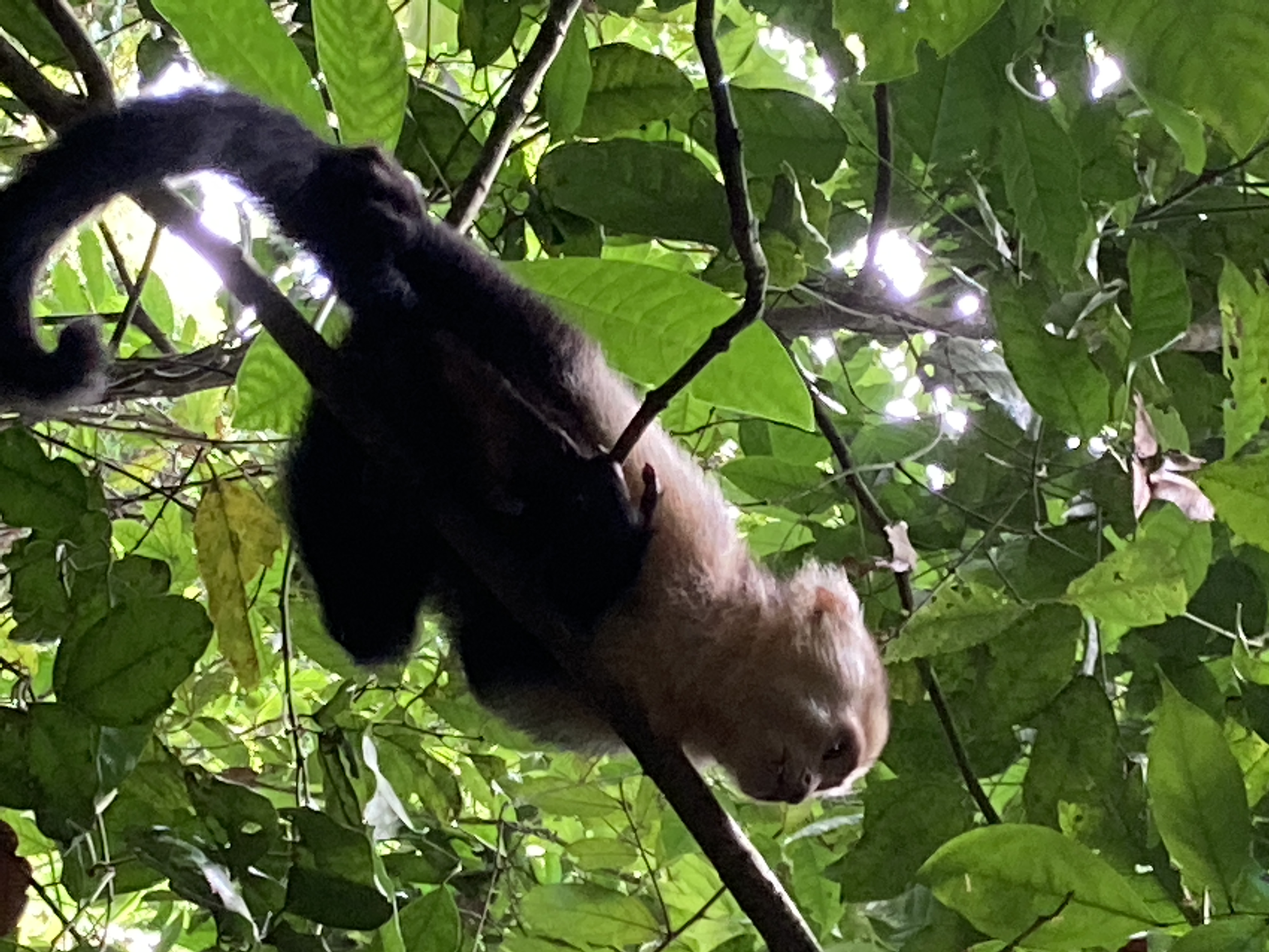 More Monkeys