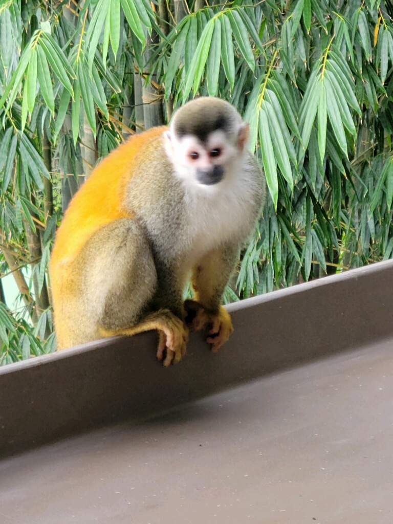 More monkeys