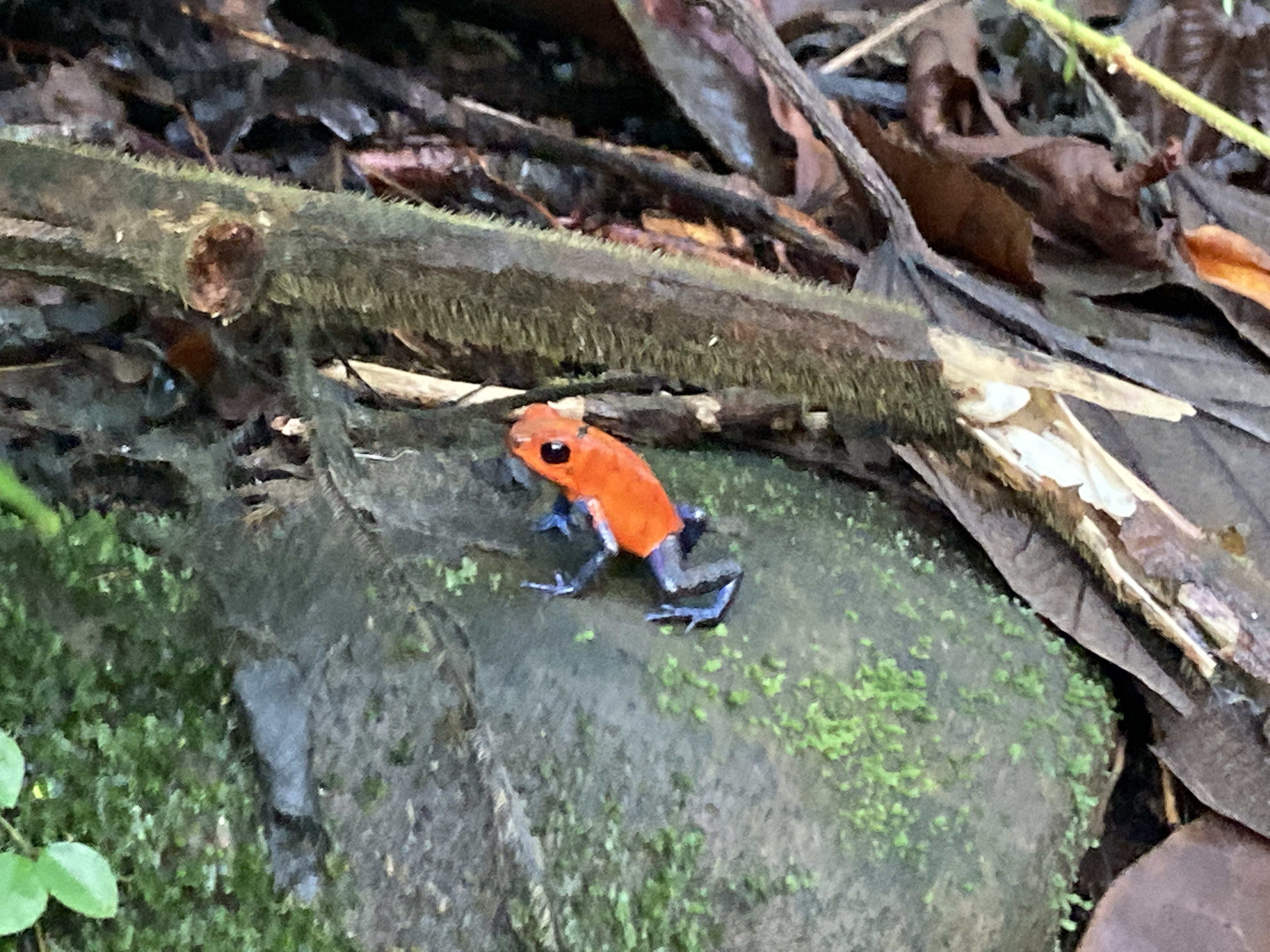 Poison Dart Frog