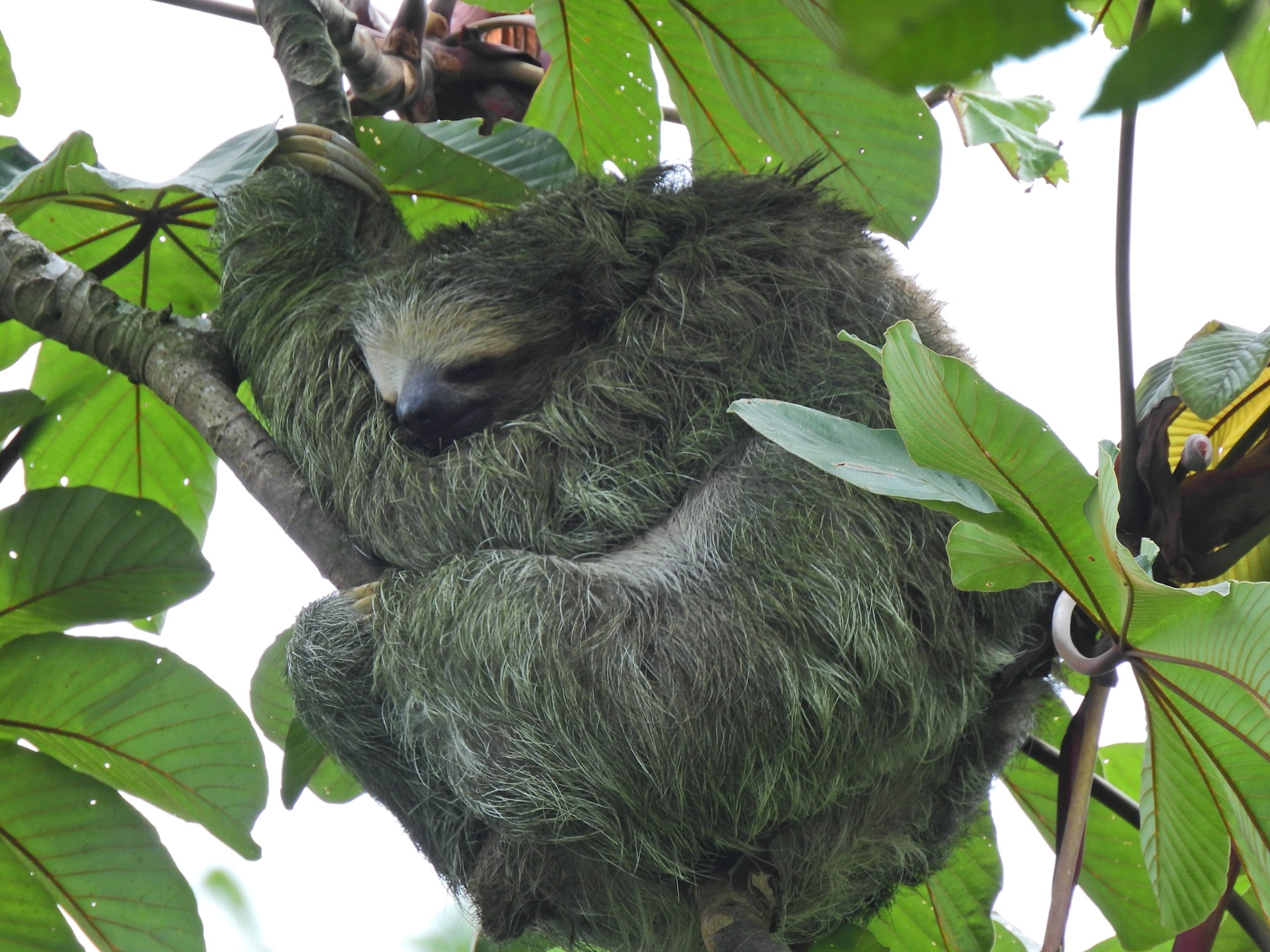 3-toed Sloth